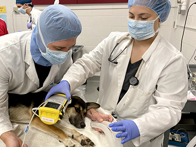 Veterinary students examining dog