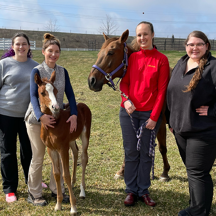 Veterinary team with foal and mare