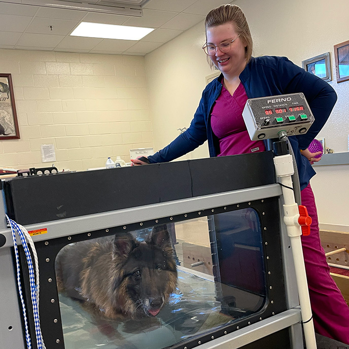Canine rehabilitation in underwater treadmill