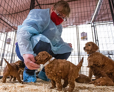 veterinary student with recused puppies