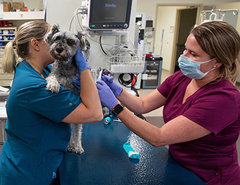 Dog exam in ICU