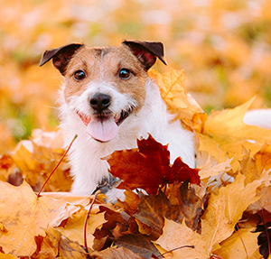 dog in fall leaves