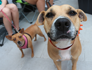 dogs in shelter