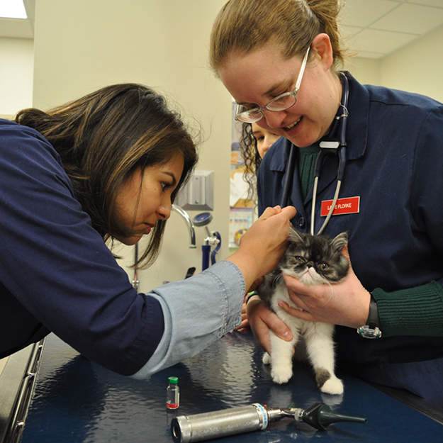 students examining cat