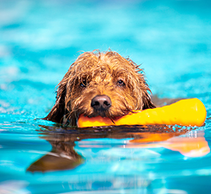 dog swimming