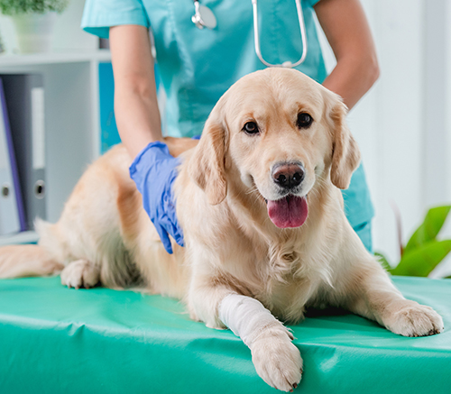 golden retriever veterinary exam