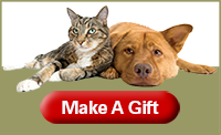 cat and dog gift box