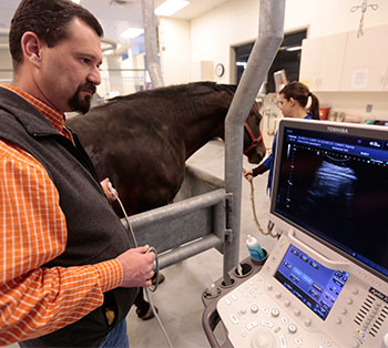 equine ultrasound