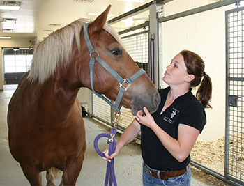 Technician Lisa with equine patient.
