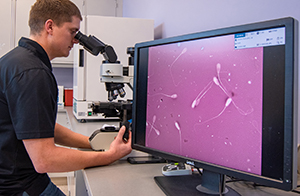 Derek Kraayenbrink reviewing semen collection under microscope