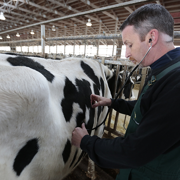 Clinician examining dairy cow