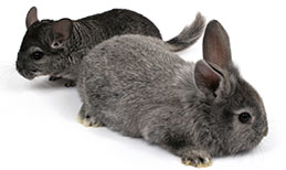 Rabbit and chinchilla