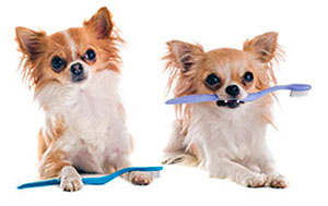 dogs with toothbrushes