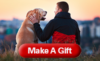 dog and owner gift box