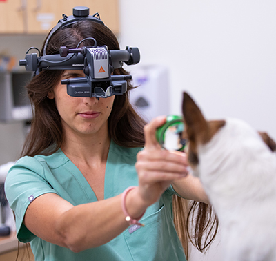 Dr. Bedos performing canine eye exam