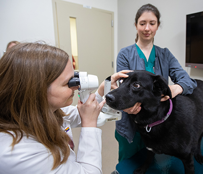 Dr. Kubai performing canine eye exam