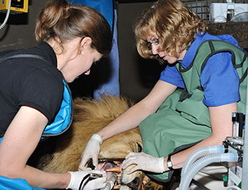 Dr. Olds with student cleaning lion's teeth