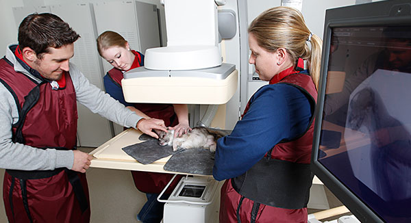 Diagnostic Imaging Scan of dog