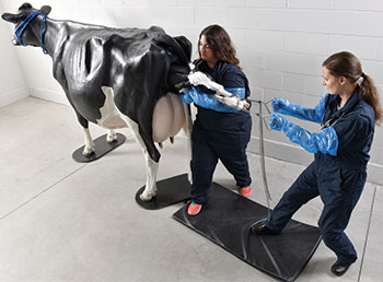 Students practicing with life-size Holstein dystocia simulator