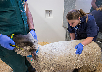 Student examining sheep