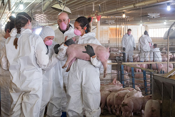 Veterinary students examining swine