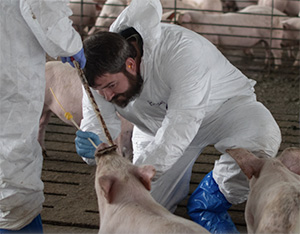 Justin Brown examining pig