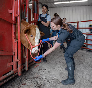 Veterinary student harnessing cow