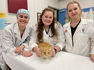 cat with veterinary students
