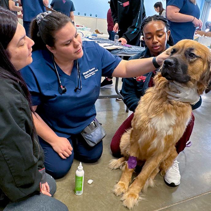 veterinary students helping dog at Fort Dodge clinic